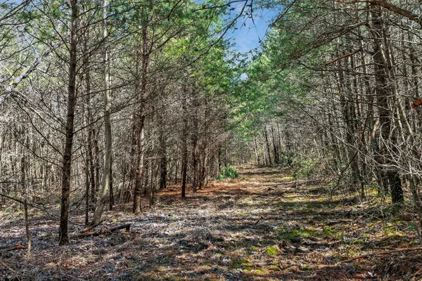 a view of a yard with trees