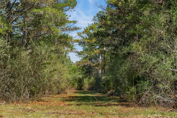 a view of backyard of house
