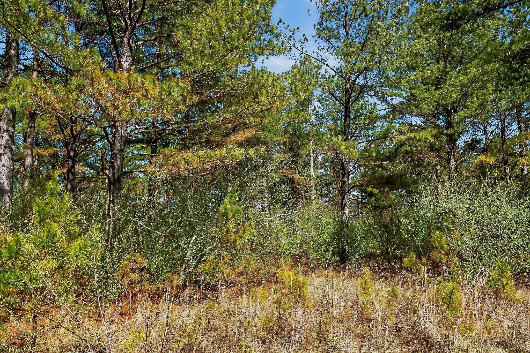 0 Rocky River Road Spencer, TN 38585 - Photo 13 of 60