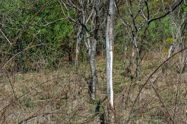 a view of a yard with large trees