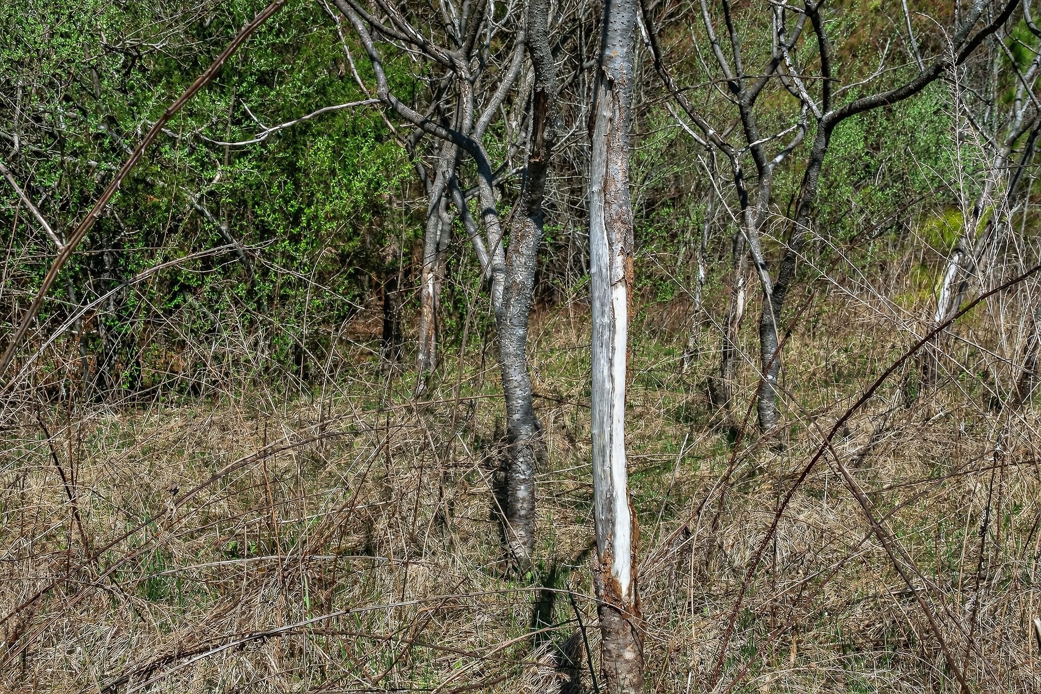 0 Rocky River Road Spencer, TN 38585 - Photo 14 of 60