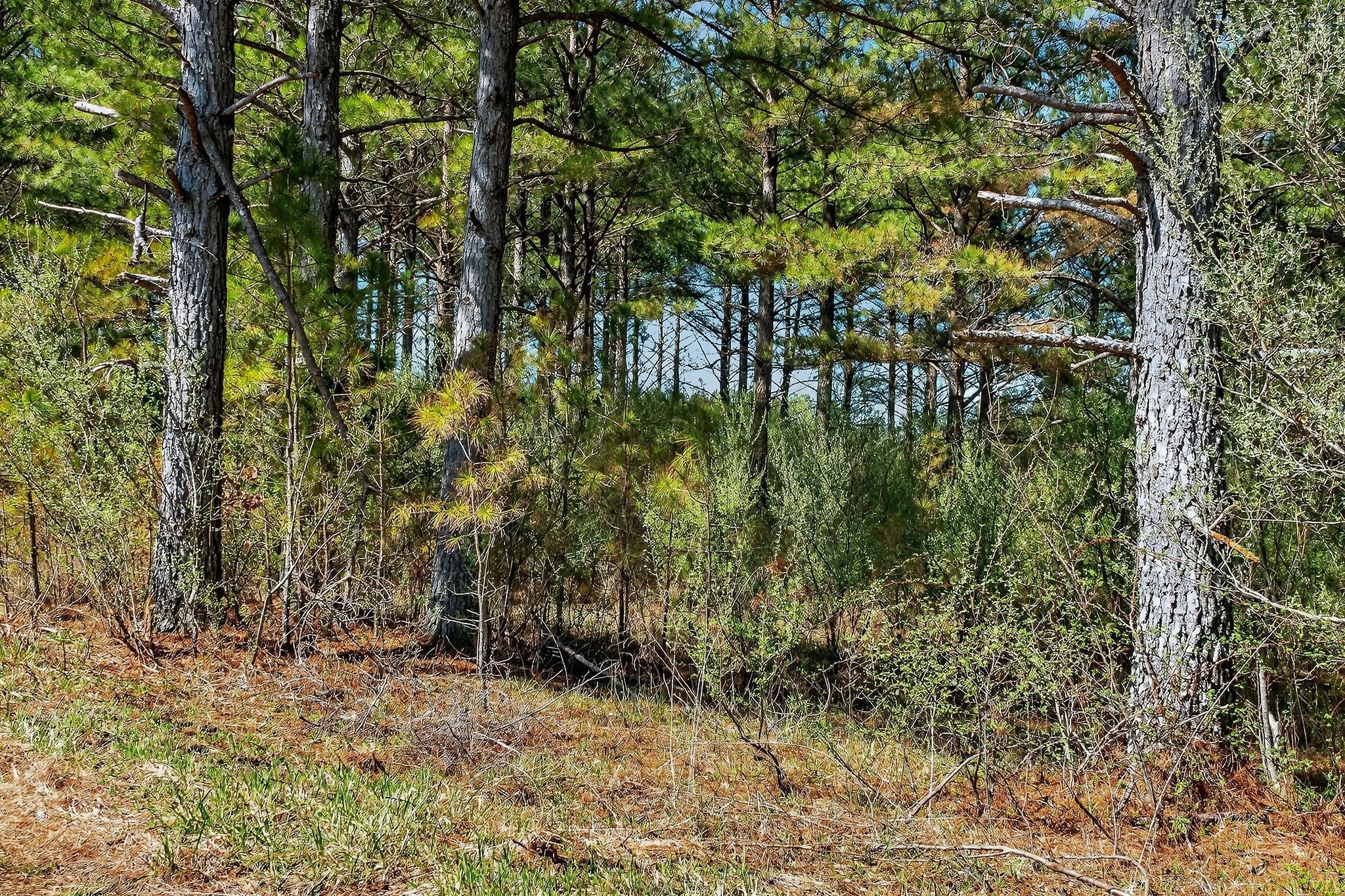 0 Rocky River Road Spencer, TN 38585 - Photo 16 of 60