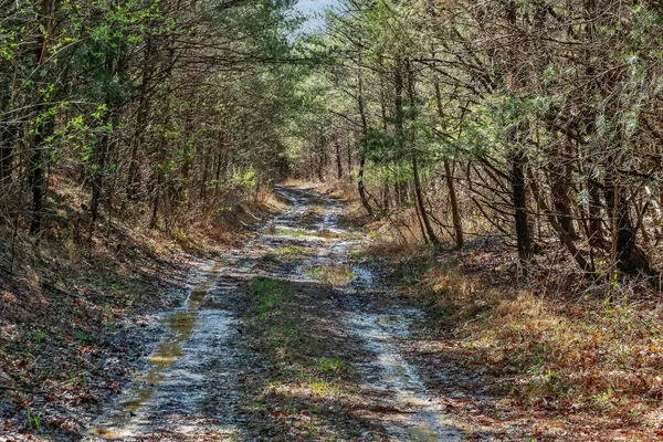 a view of a yard with trees