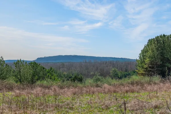 a view of a lush green outdoor space with a lake view