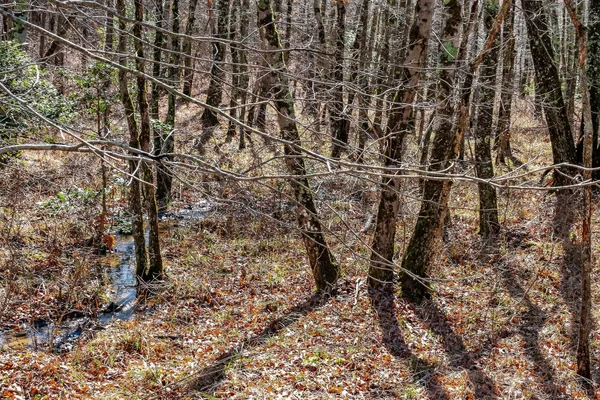 a view of a pathway with a yard
