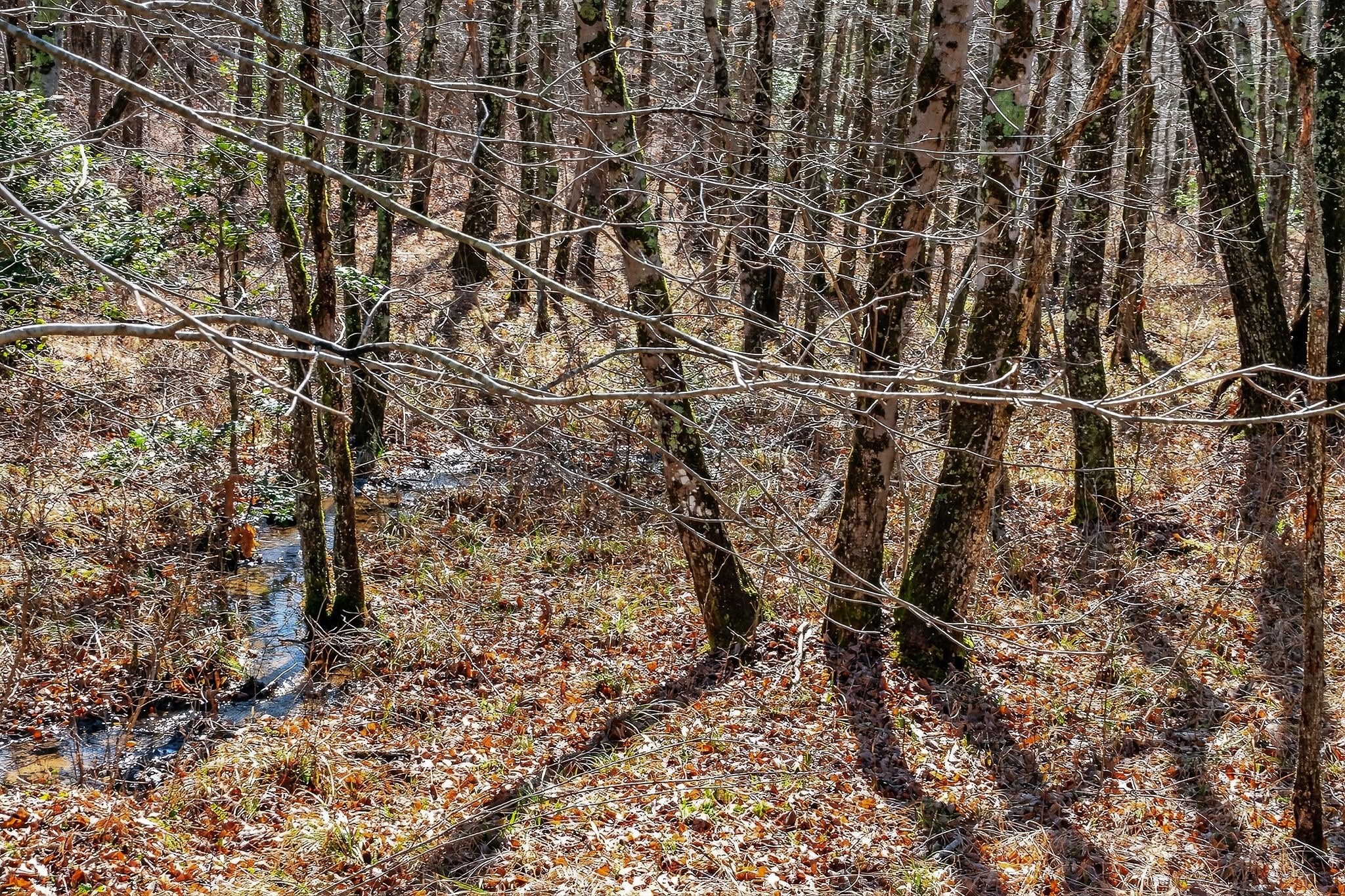 0 Rocky River Road Spencer, TN 38585 - Photo 25 of 60