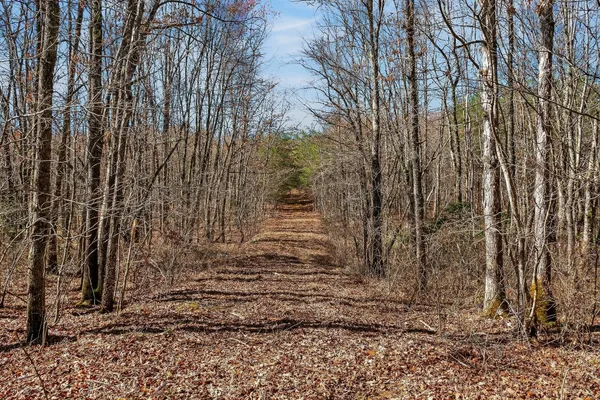 a view of a yard with plants and trees