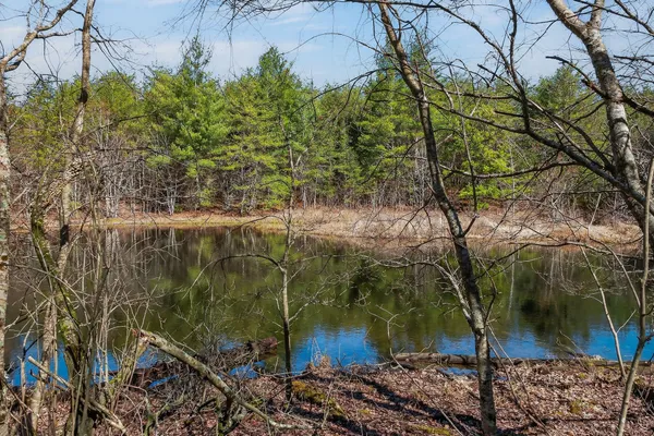a view of a yard with lots of trees