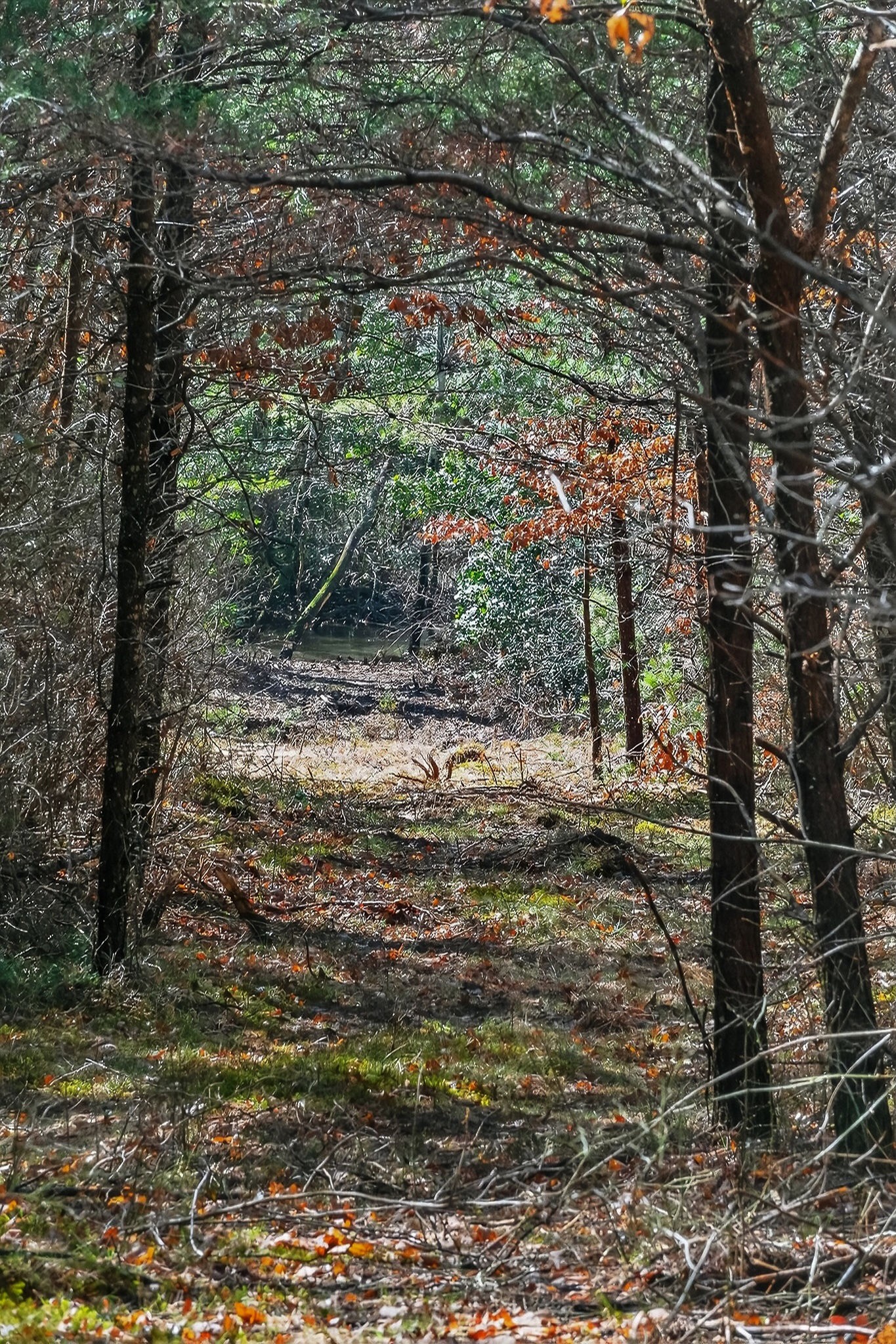 0 Rocky River Road Spencer, TN 38585 - Photo 28 of 60