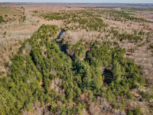 a view of a forest with a tree