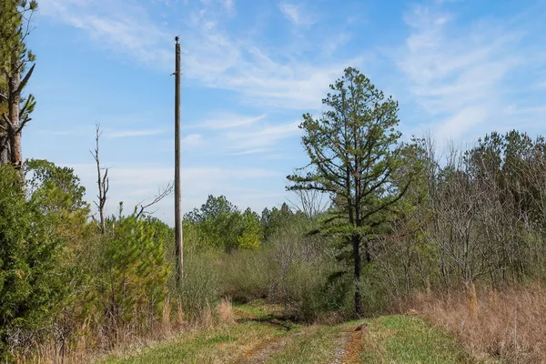 a view of a tree in a yard