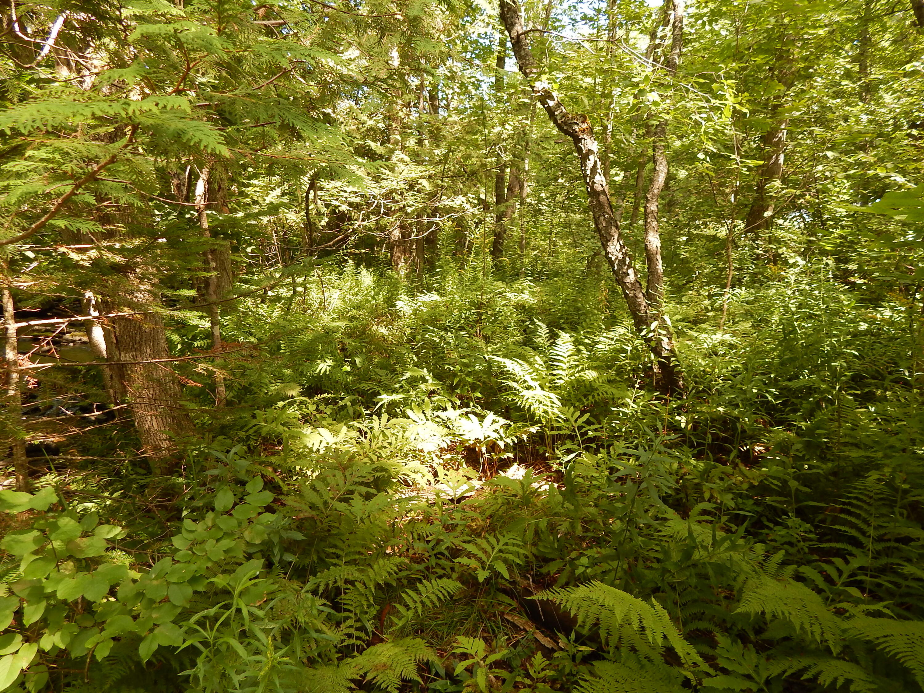 0 Silvers Mills Road Sangerville, ME 04479 - Photo 5 of 9 DSCN6225