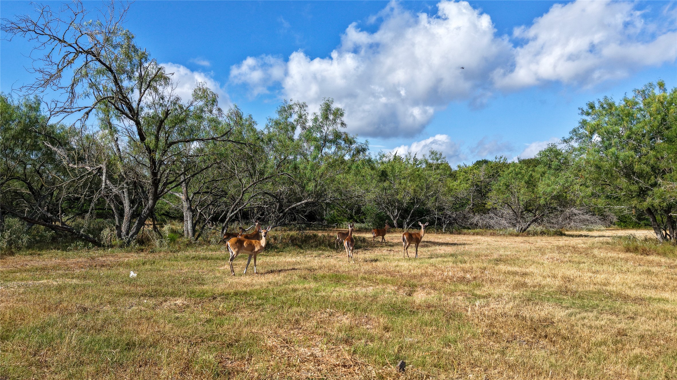 1 Tbd Mensik Road Bryan, TX 77808 - Photo 11 of 18 Gallery Image 11