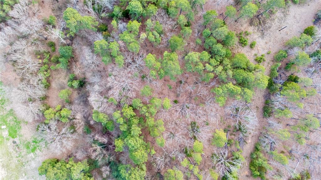 509 County Road 35985 Powderly, TX 75473 - Photo 22 of 37 a backyard with plants