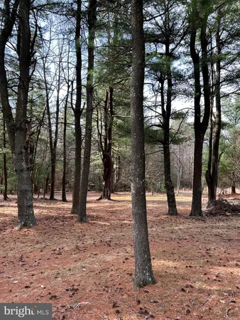 a view of a forest with trees in the background
