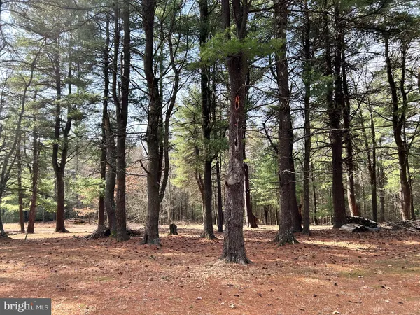 a view of a lush green forest with trees in the background