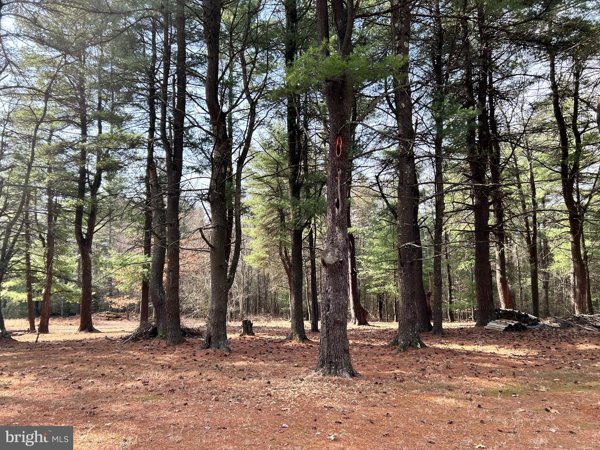 385 Elk Creek Road Aaronsburg, PA 16820 - Photo 47 of 89 a backyard of a house with lots of trees