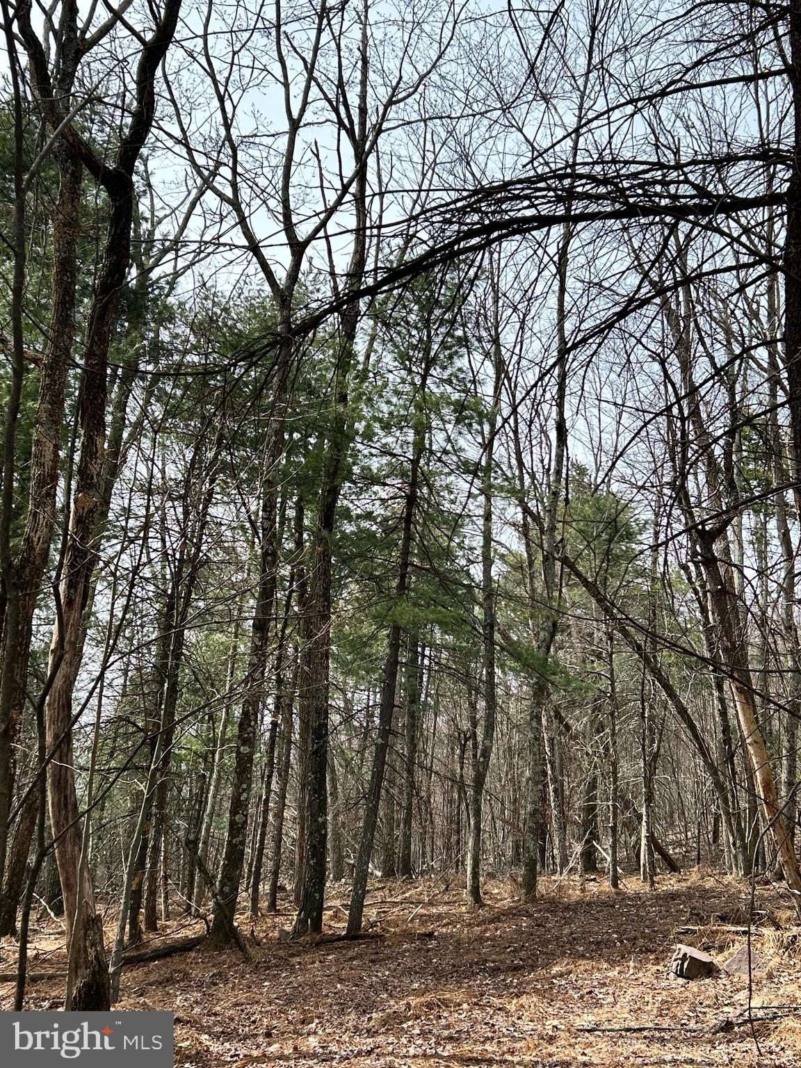 385 Elk Creek Road Aaronsburg, PA 16820 - Photo 57 of 89 a backyard of a house with lots of trees