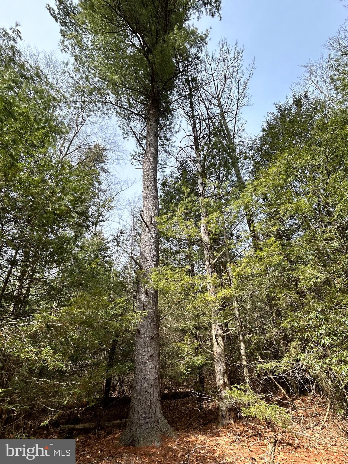 385 Elk Creek Road Aaronsburg, PA 16820 - Photo 58 of 89