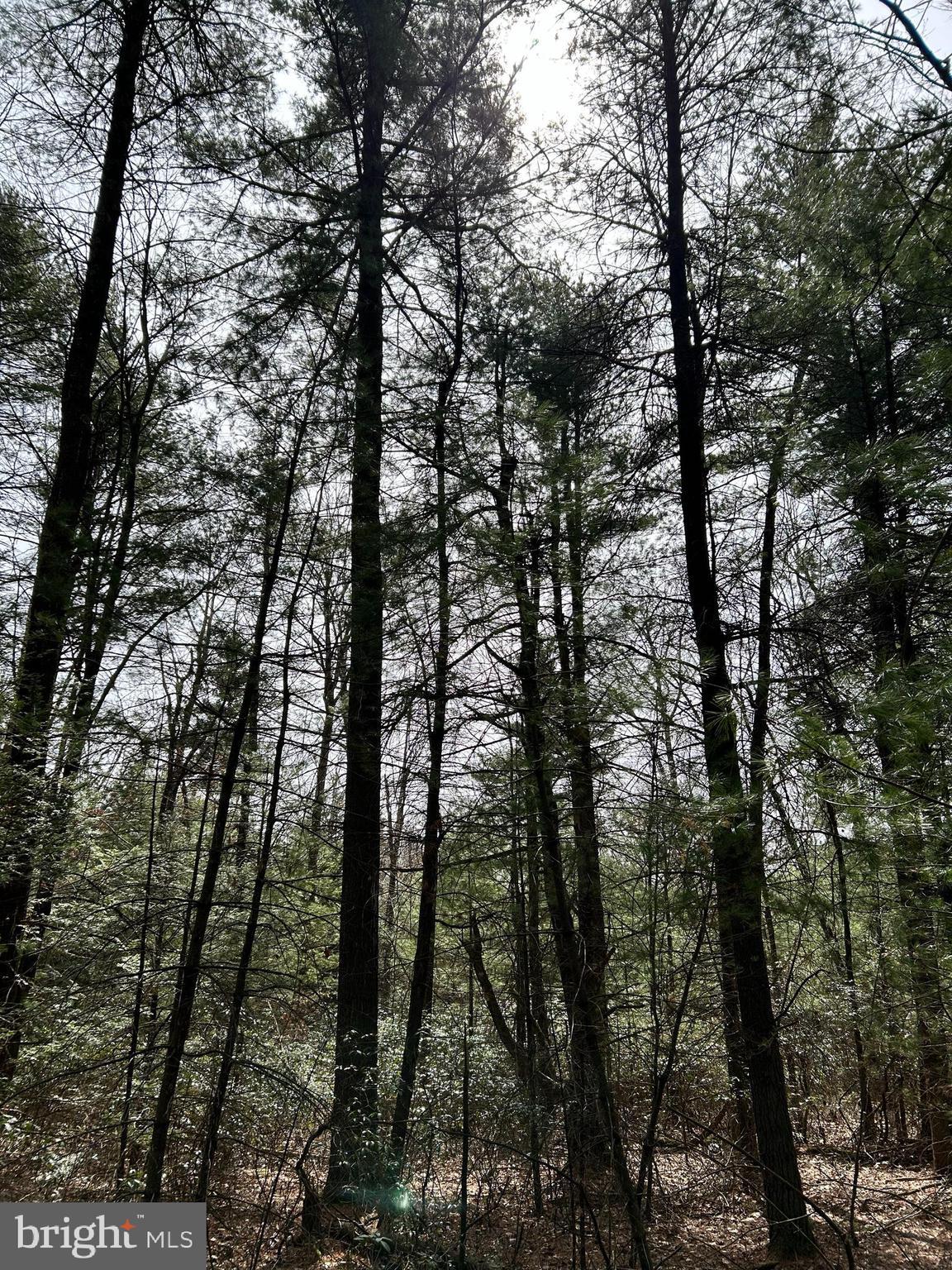 385 Elk Creek Road Aaronsburg, PA 16820 - Photo 59 of 89