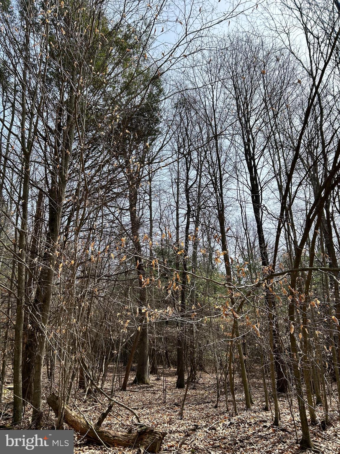 385 Elk Creek Road Aaronsburg, PA 16820 - Photo 67 of 89