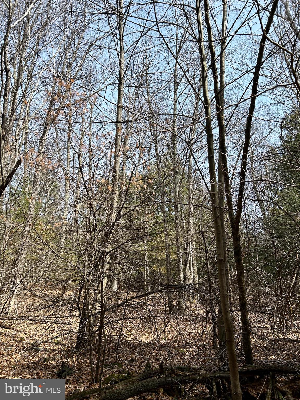 385 Elk Creek Road Aaronsburg, PA 16820 - Photo 71 of 89 a view of a forest with lots of trees