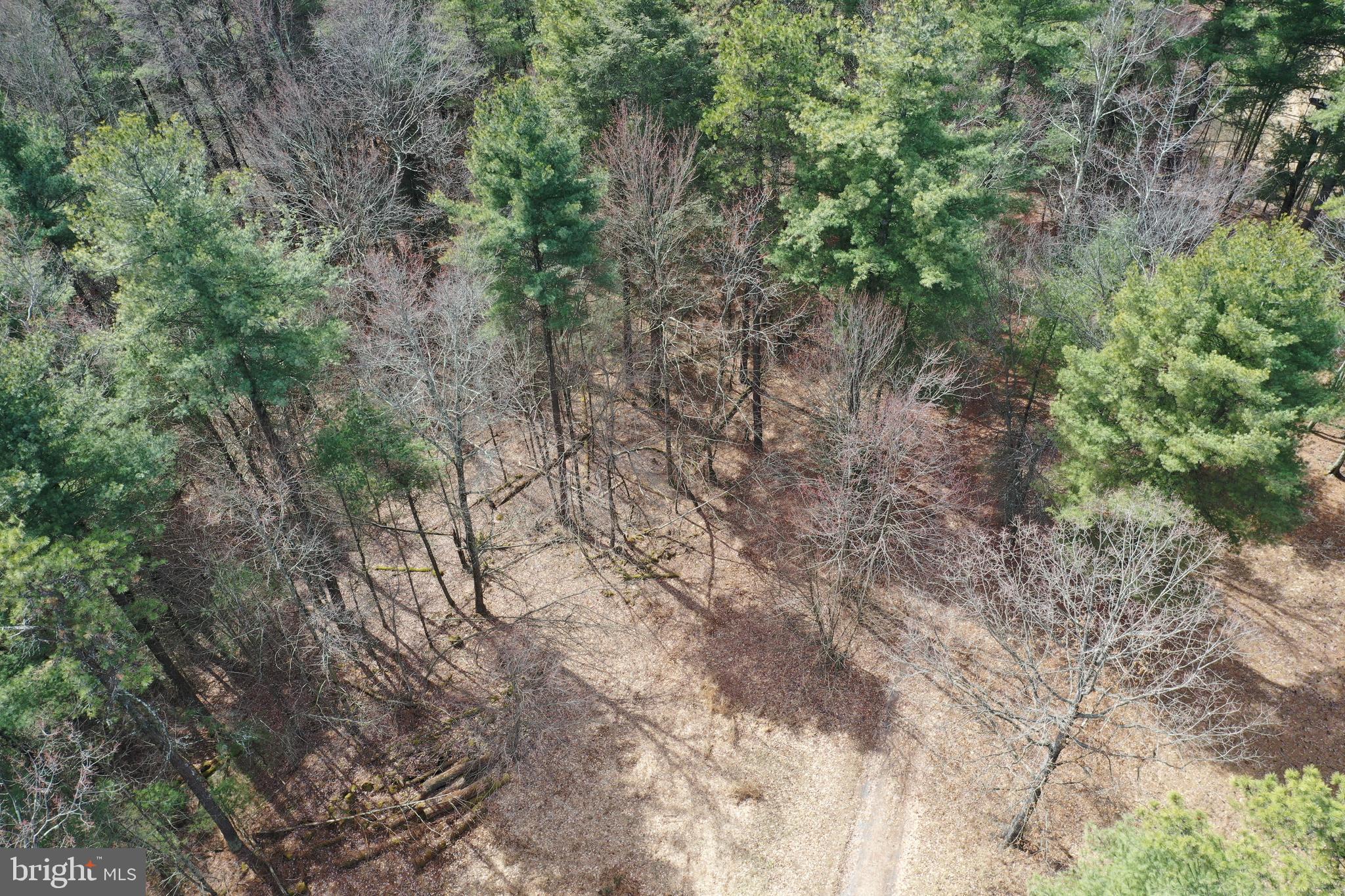 385 Elk Creek Road Aaronsburg, PA 16820 - Photo 74 of 89 a view of a forest with lots of trees