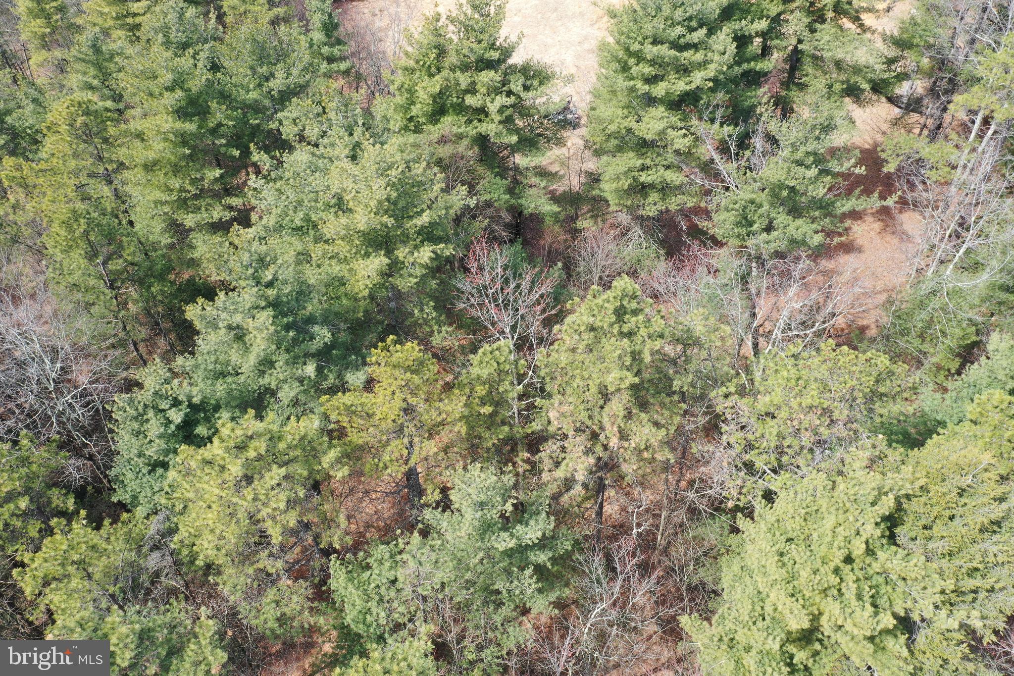 385 Elk Creek Road Aaronsburg, PA 16820 - Photo 75 of 89 a view of a forest with a tree