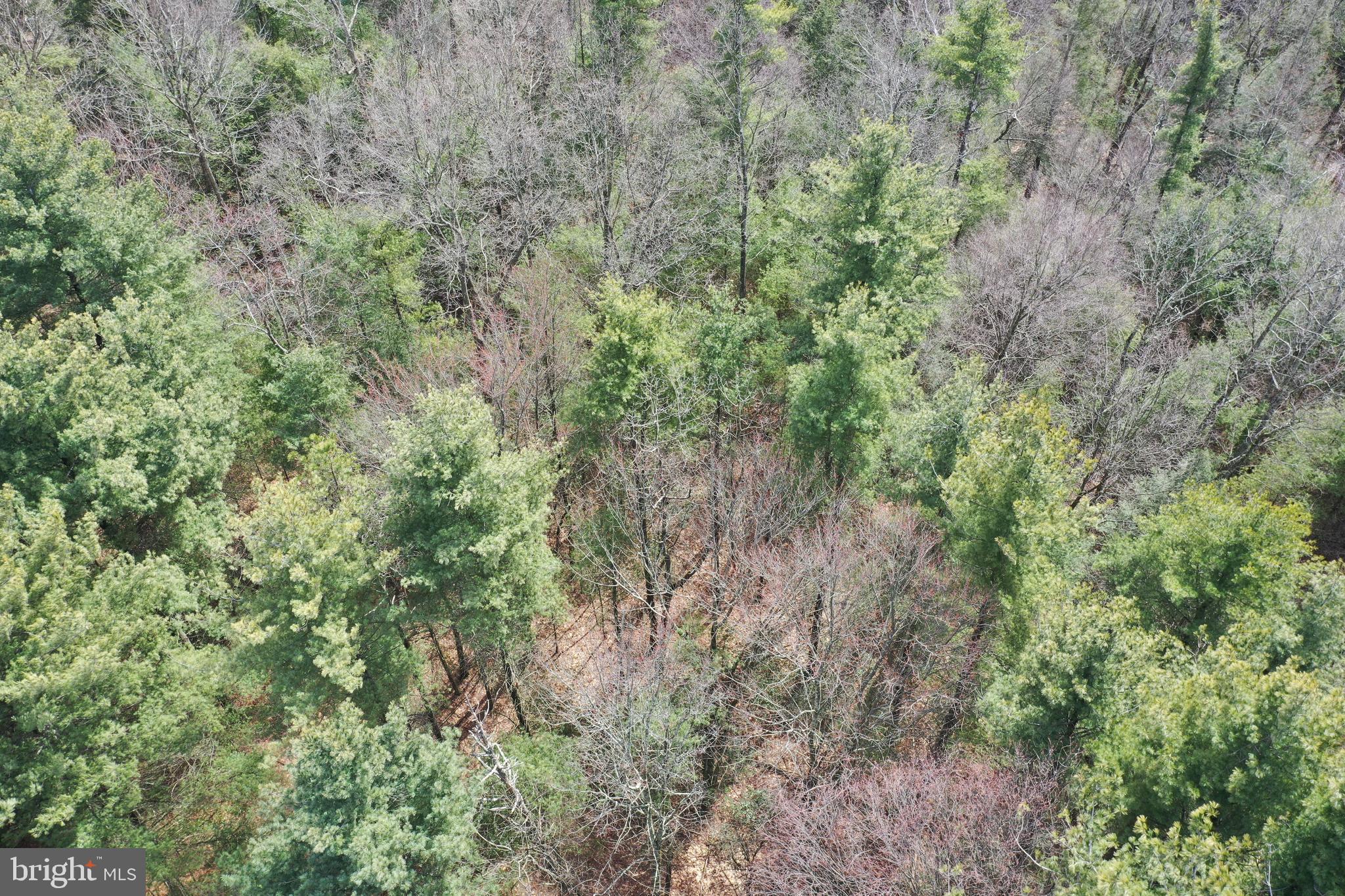 385 Elk Creek Road Aaronsburg, PA 16820 - Photo 77 of 89 a view of a forest with lots of trees