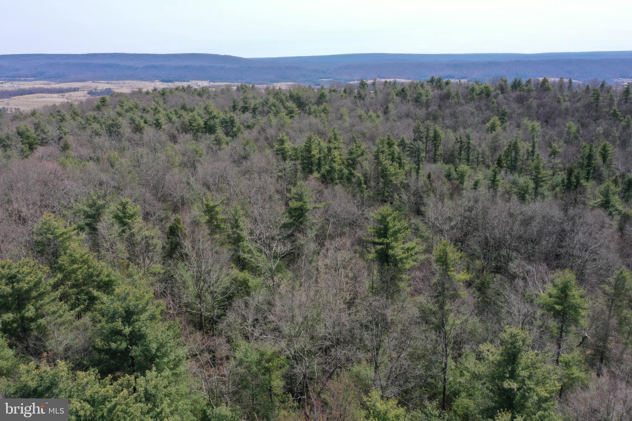 385 Elk Creek Road Aaronsburg, PA 16820 - Photo 80 of 89 a view of a forest with trees in the background
