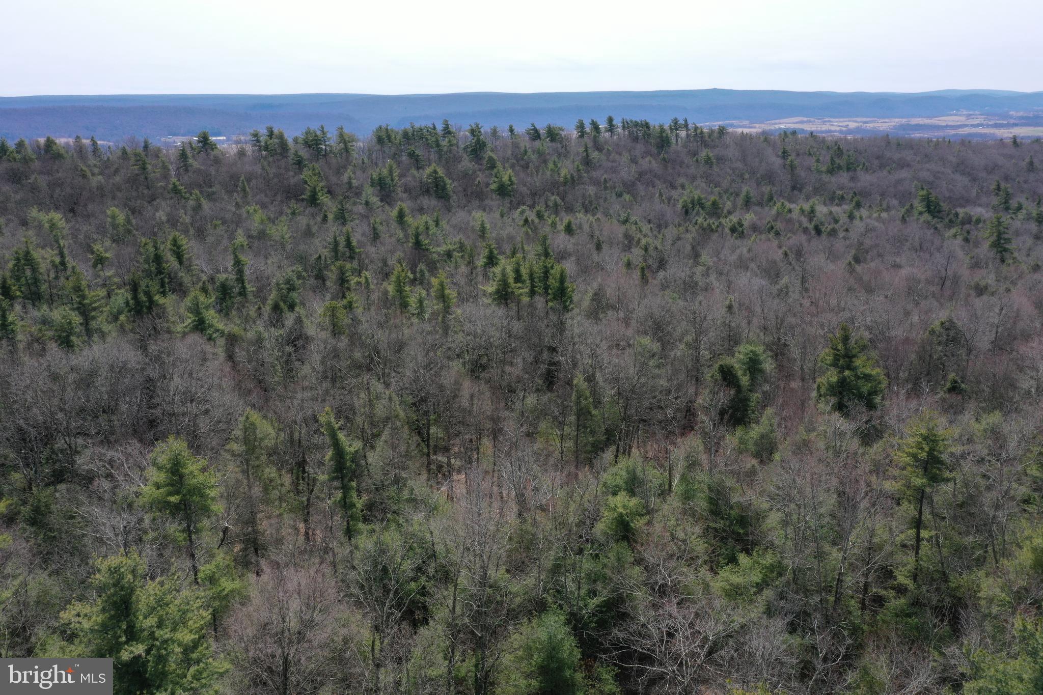 385 Elk Creek Road Aaronsburg, PA 16820 - Photo 81 of 89 a view of a lush green forest with trees in the background