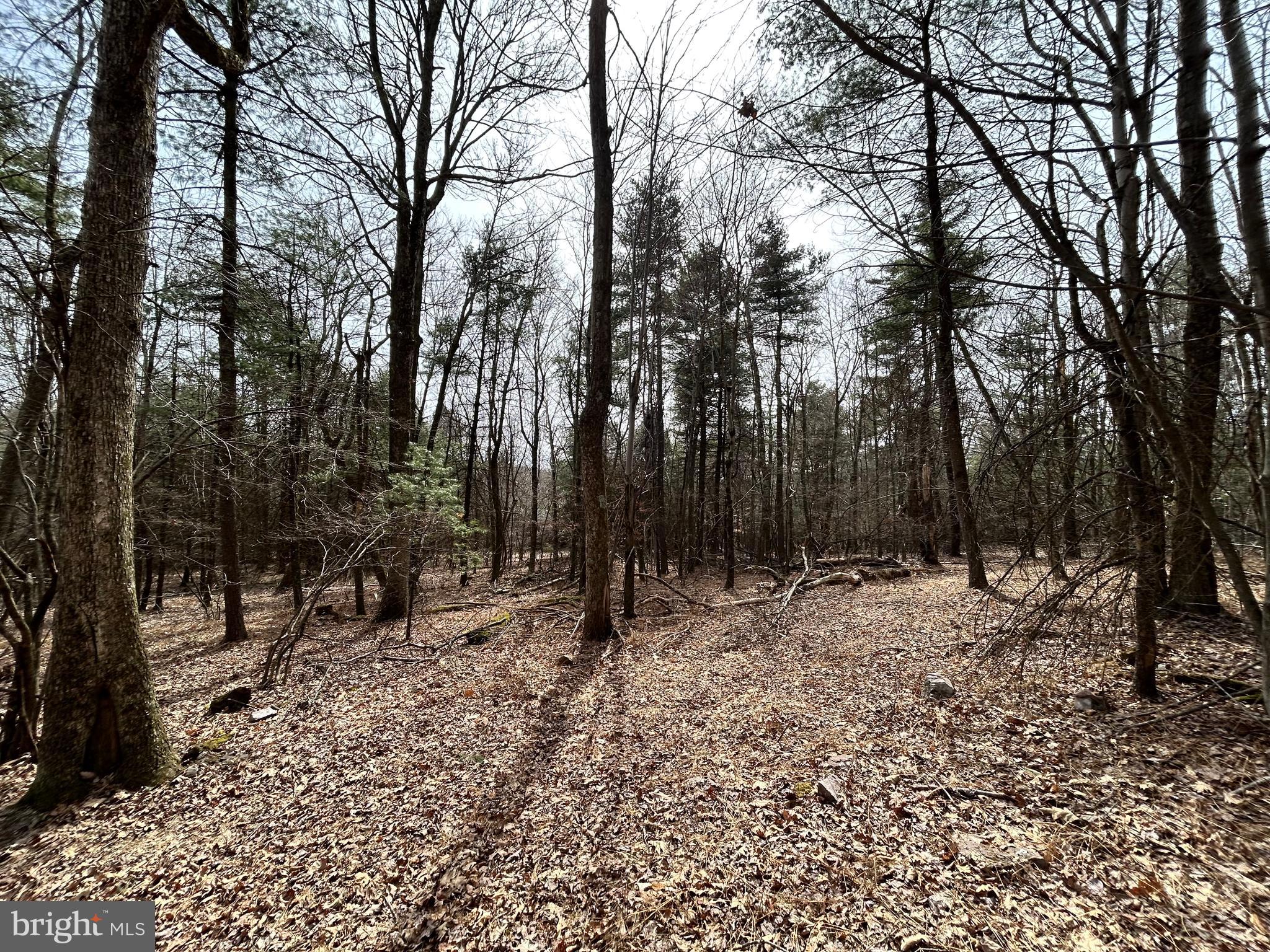 385 Elk Creek Road Aaronsburg, PA 16820 - Photo 89 of 89 a view of a forest filled with trees
