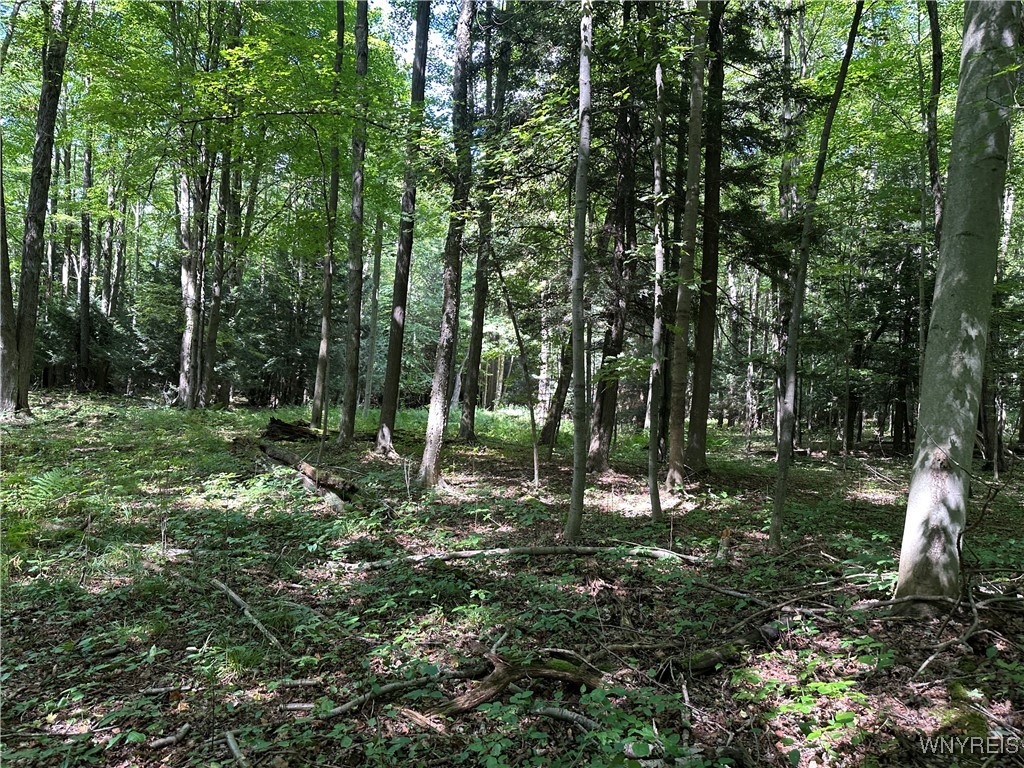 5814 School Road Gainesville, NY 14427 - Photo 17 of 40 View of the wooded property