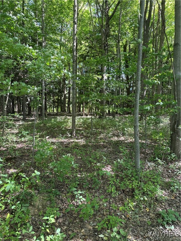5814 School Road Gainesville, NY 14427 - Photo 7 of 40 View of wooded land