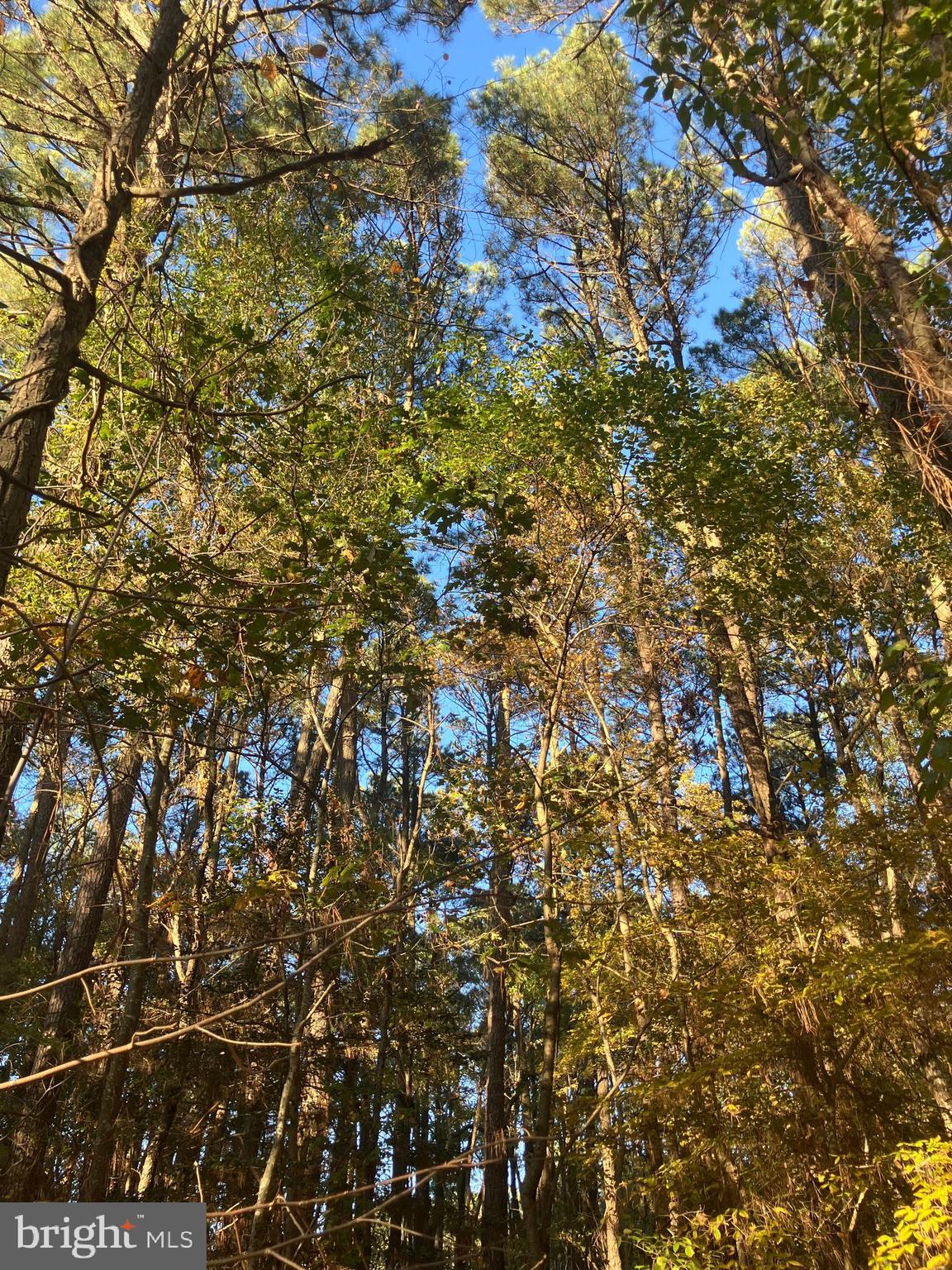 81 Davis Road Marion Station, MD 21838 - Photo 4 of 4 a view of a tree