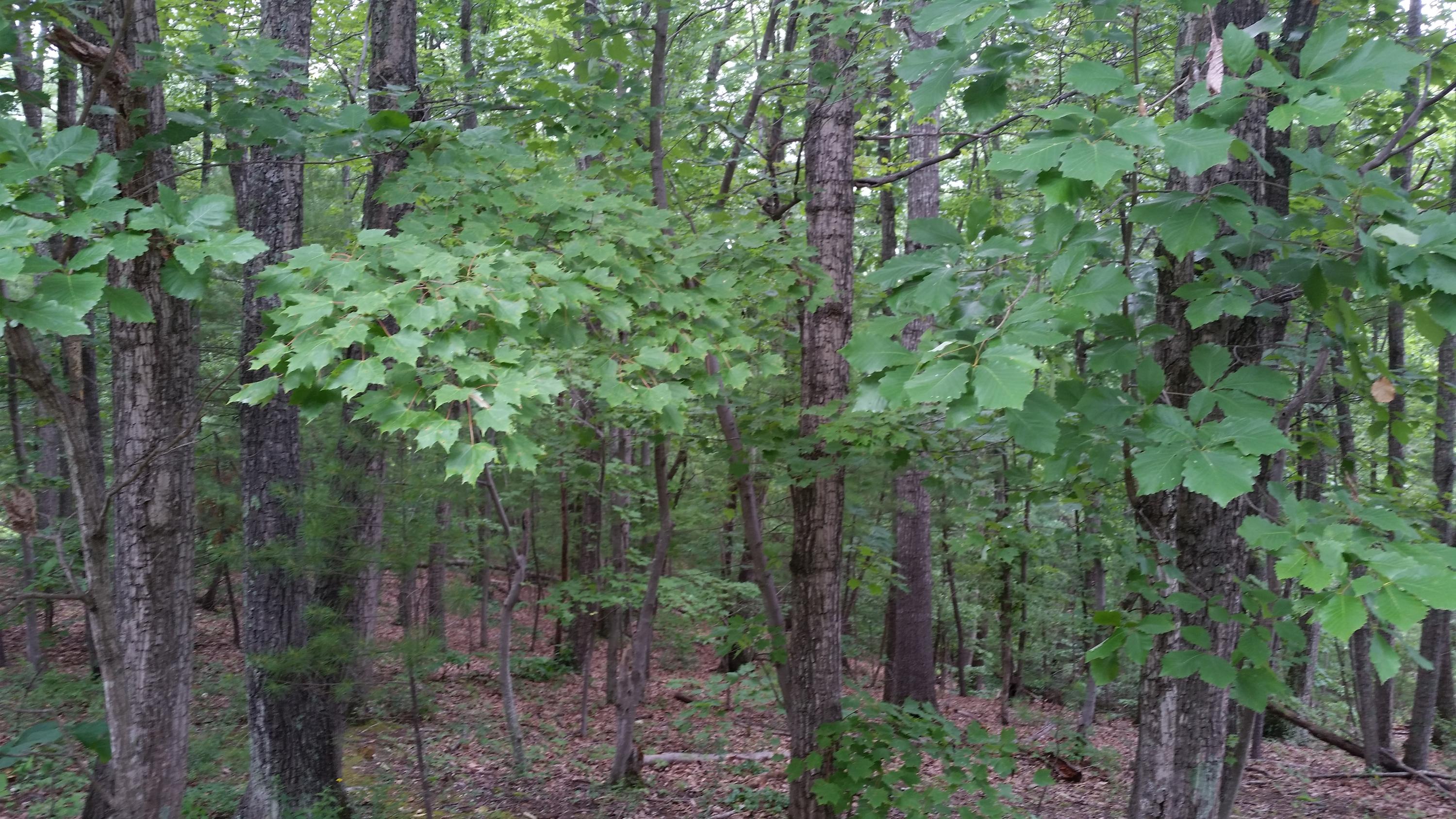 0 Harmony Road Boones Mill, VA 24065 - Photo 2 of 6 20160617_133821