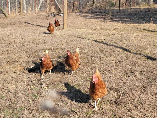 a view of a yard with trees