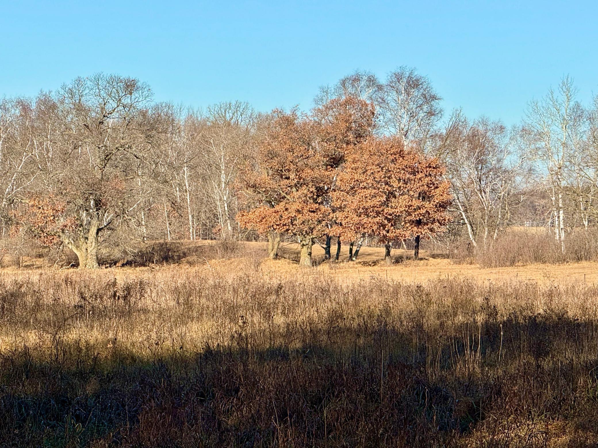 26-xxx 175th Avenue Fort Ripley, MN 56449 - Photo 8 of 46
