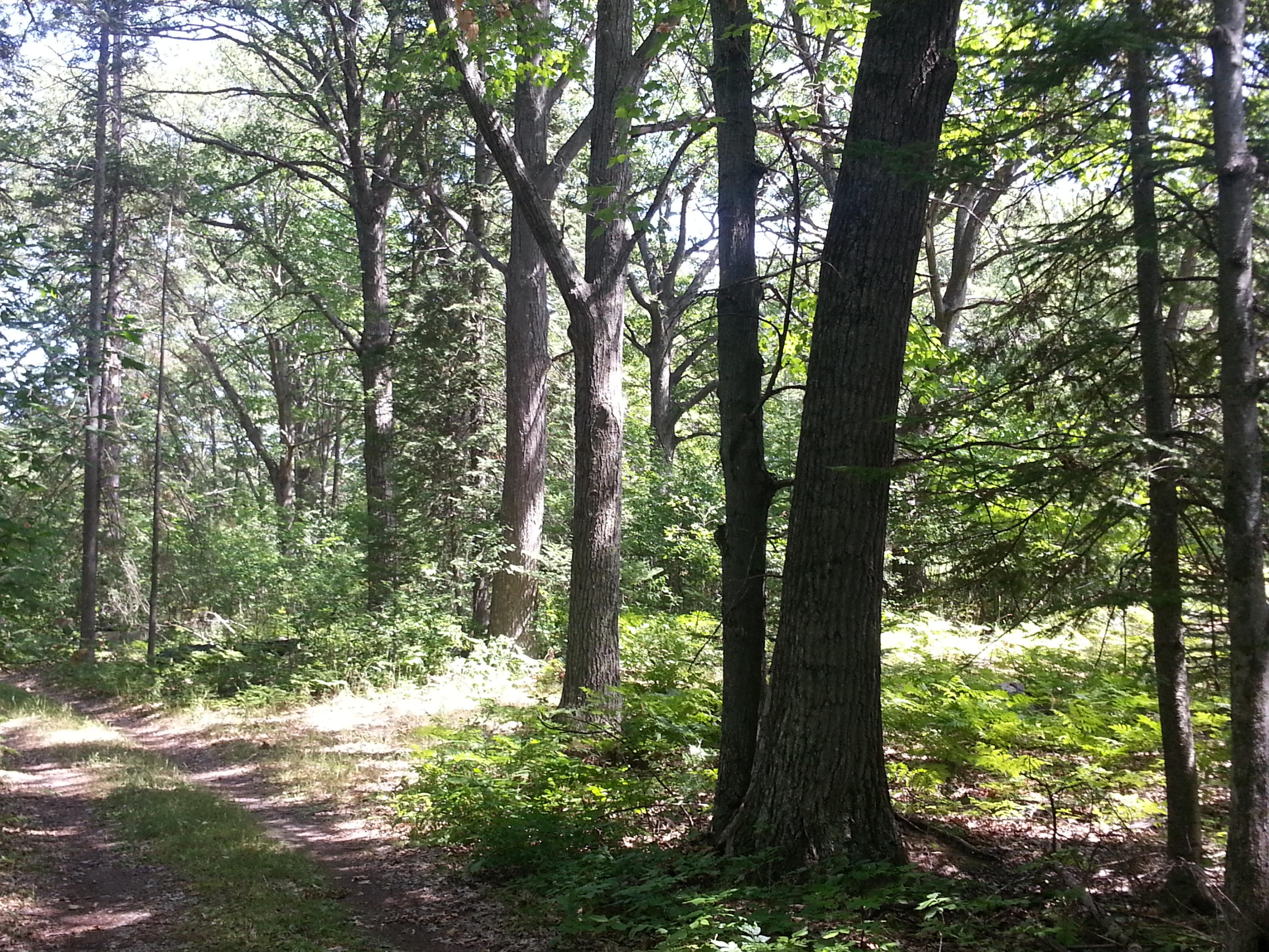 6088 Ratz Road Hubbard Lake, MI 49747 - Photo 22 of 35 Gallery Image 22