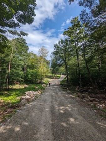 a view of a forest with trees