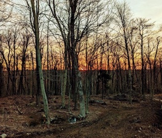 176 Plumb Road Becket, MA 01223 - Photo 4 of 8 a view of outdoor space with lots of trees