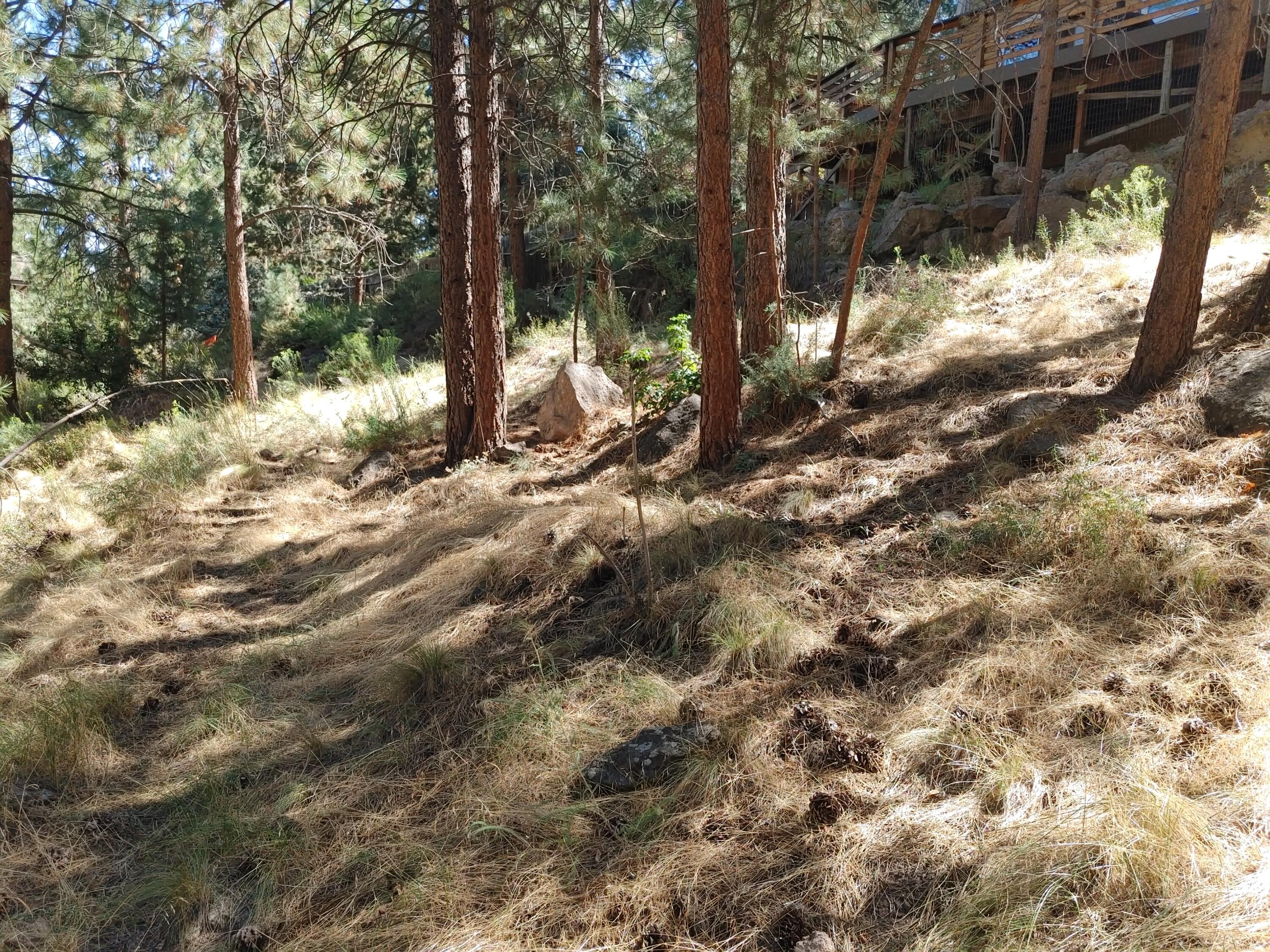 1122 Northwest Stannium Road Bend, OR 97703 - Photo 6 of 7 a view of a yard with plants and trees