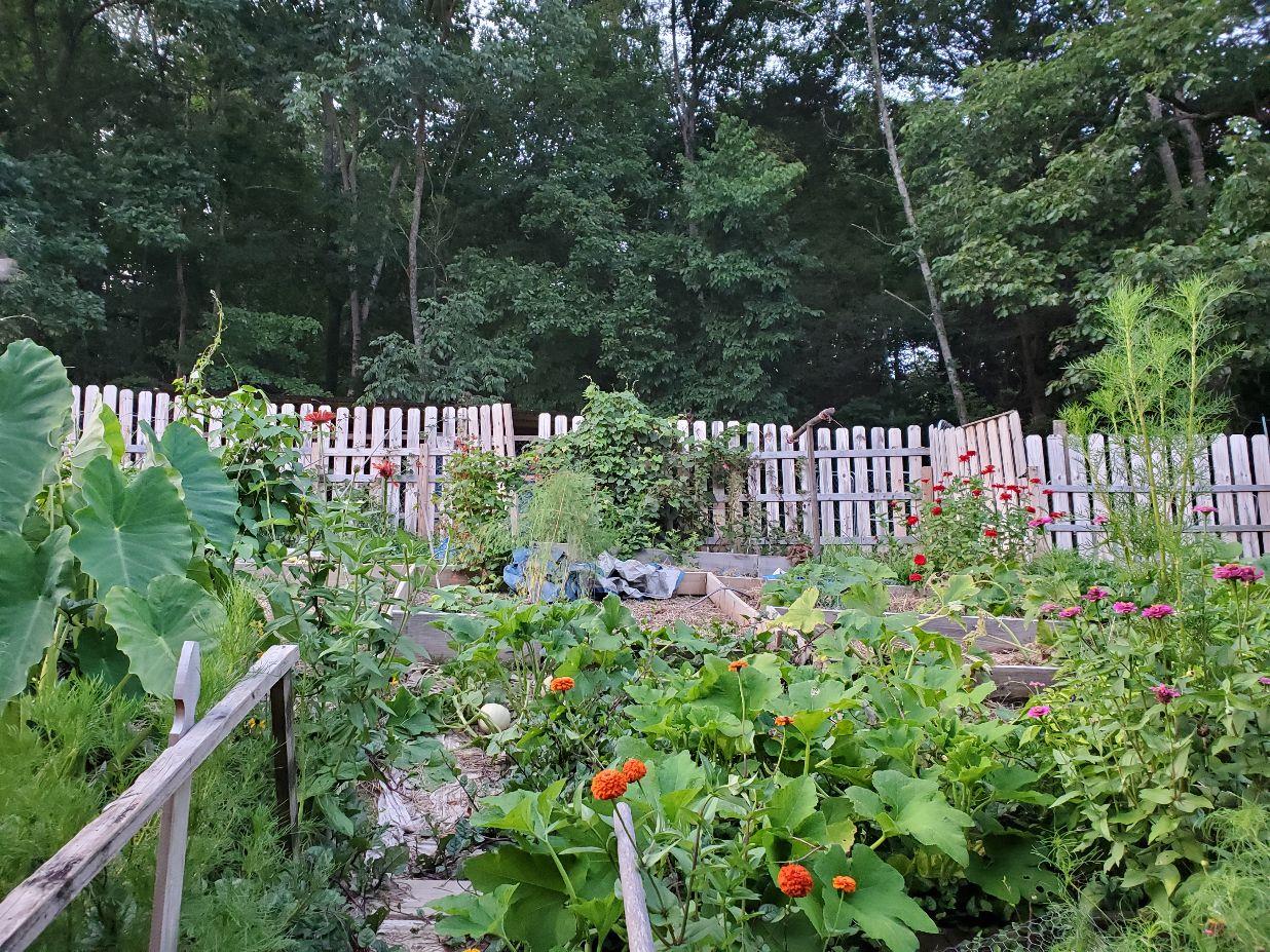 3800 Adamson Branch Road Liberty, TN 37095 - Photo 24 of 29 Above Ground Gardens, Chicken Coop in the back Remains!!