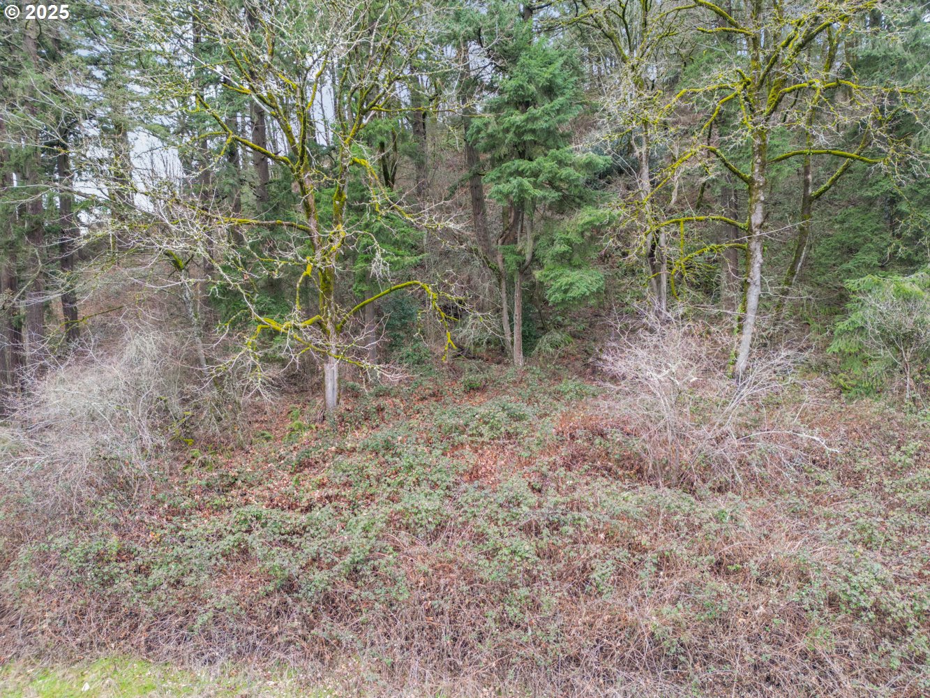 0 57th Street Washougal, WA 98671 - Photo 10 of 15 a view of a forest with trees in the background