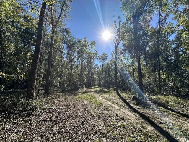 a view of a forest with trees