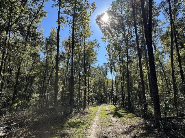 a view of a forest with trees