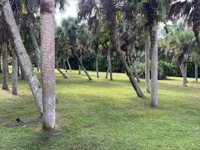 a view of a trees with a park