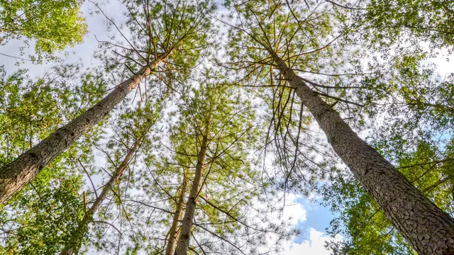 $866,792 | 0 Old Buncombe Road, Union, SC 29379