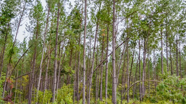 $866,792 | 0 Old Buncombe Road, Union, SC 29379