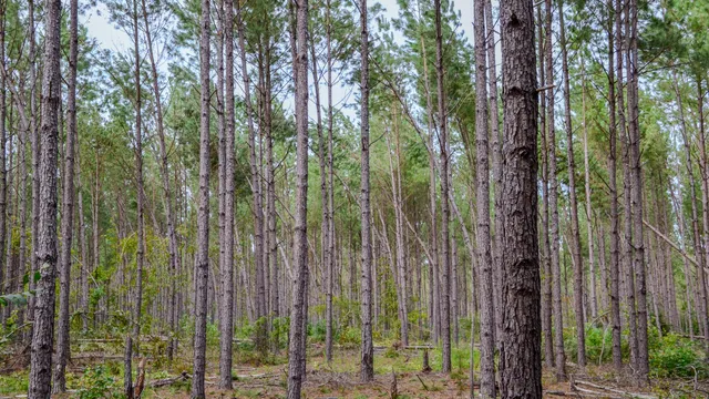 $866,792 | 0 Old Buncombe Road, Union, SC 29379